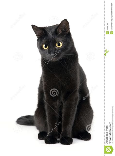 Explore tweets of gato preto @alojagatopreto on twitter. Gato Preto Fotos de Stock Royalty Free - Imagem: 30060268