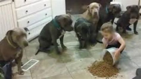 Tiny Little 4 Year Old Shows 6 Pit Bulls Whos Boss During Dinner Time