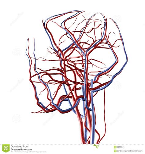 Arteries Clipart Full Size Clipart 1694254 Pinclipart