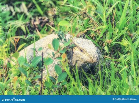 The Indian Monitor Lizard Stock Photo Image Of Brown 160365046