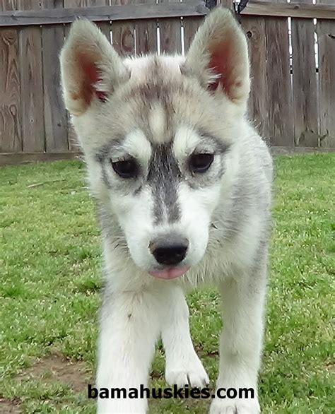 Also aptly nicknamed the sunshine state, florida has much to offer in terms of living and vacationing. Husky Puppy For Sale Scams: Useful Tips « Siberian Husky ...