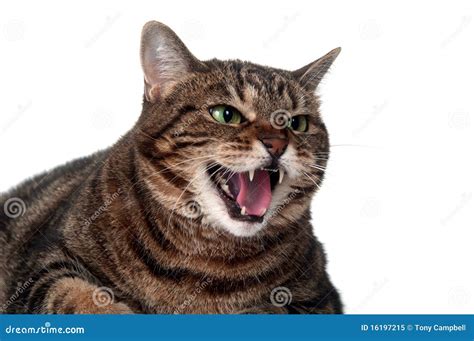 Tabby Cat Hissing Stock Image Image Of Mammal Single 16197215
