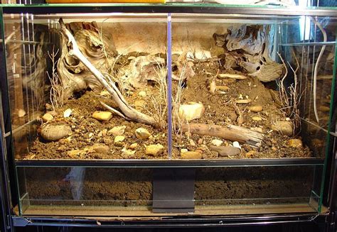 Thinking about getting a leopard gecko? can i put a cactus in with my desert tarantula - Google ...