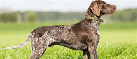 She is impossible when it comes to meeting other dogs. German Shorthaired Pointer Puppies For Sale California