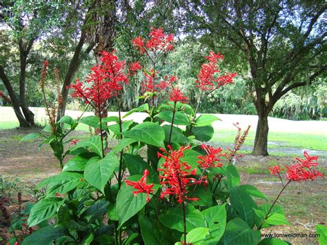 The Firespike A Beautiful Florida Plant Loved By