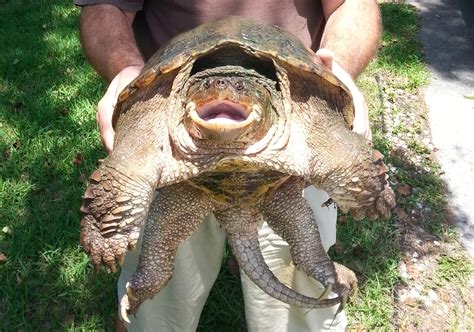 Large Snapping Turtle Caught In Jette The Bulletin