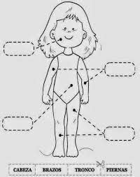 Actividades para niños preescolar primaria e inicial Fichas didacticas del cuerpo humano para