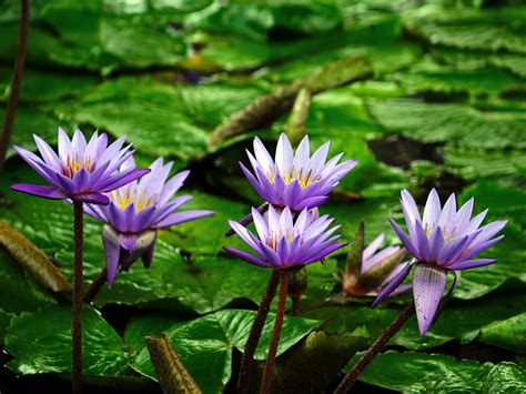 Wallpaper Id 285528 Water Lily Flower Pond Aquatic Purple Water