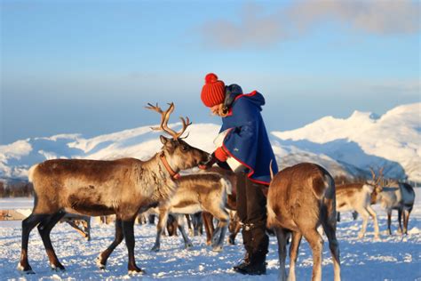 Reindeer Feeding Sami Culture And Short Reindeer Sledding Visit