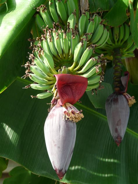 Banana Tree Wallpapers Wallpaper Cave