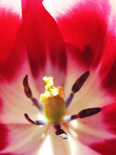 Fotos Gratis Naturaleza Flor Fotografía Pétalo Florecer Tulipán