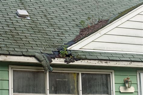 Do You Have Mold In Your Roof Platinum Exteriors
