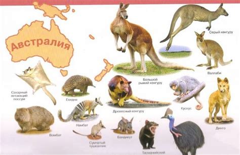 Животные австралии картинки распечатать