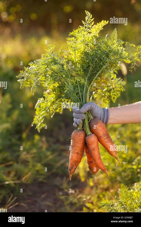 Carrots In Hands Stock Photo Alamy