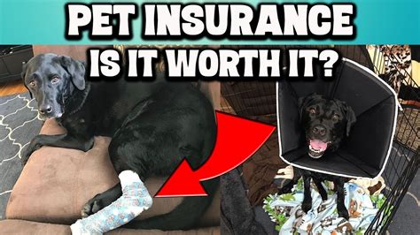 From the food, to the hutch, vaccinations and the insurance, the average cost of owning a rabbit is said to be around £500 to £1,000 a year. Is Pet Insurance Worth the Cost? - YouTube