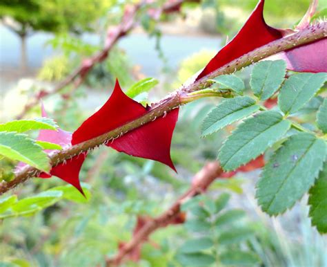 We did not find results for: danger garden: Red thorns, brown thorns, no thorns…