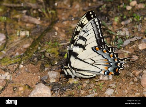 Eastern Tiger Swallowtail Papilio Glaucus Male Mud Puddling Stock