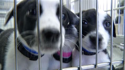 Animal Humane Society Consolidates Shelters, Closing Golden Valley