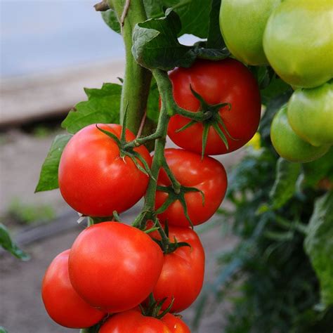 How To Grow Beefsteak Tomatoes In A Container Best Tomato Varieties