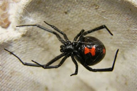 The Black Widow Spider American Pest Control