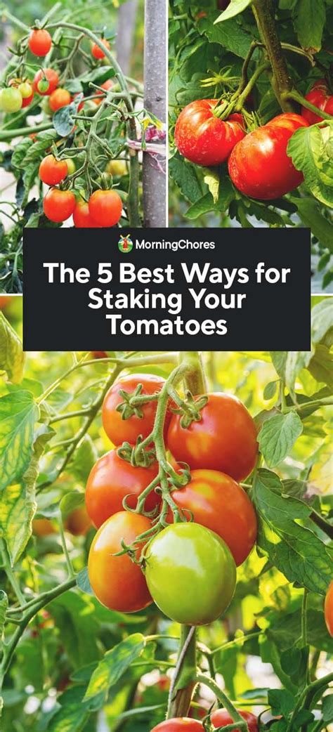 The 5 Best Ways To Stake Tomatoes Tomato Plant Trellis Tomato Plants