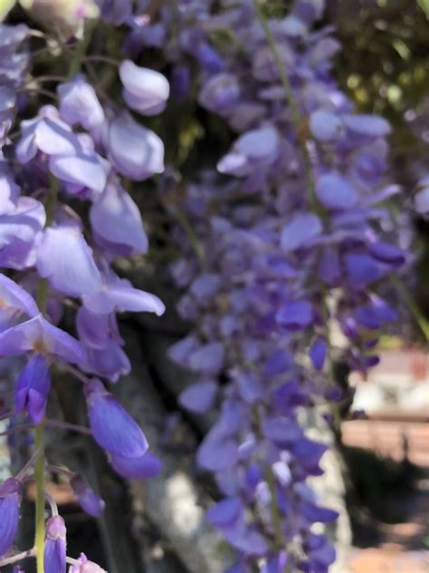 April flowers san luis obispo. Welcome to Mission San Luis Obispo de Tolosa