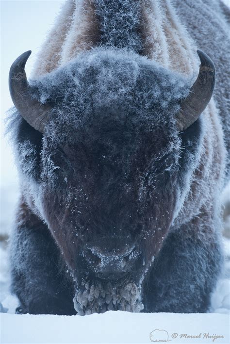 Marcel Huijser Photography Rocky Mountain Wildlife Icy Bison