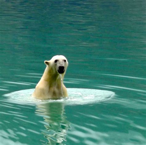 Pin By Arctic Kingdom On Polar Bears Bear Polar Bear Arctic
