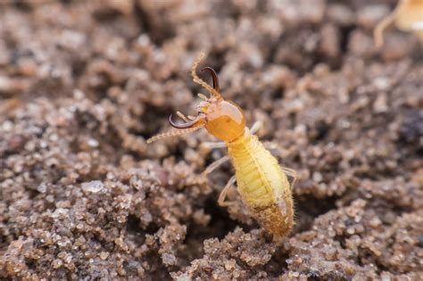 We have a range of treatments that are designed to have minimal environmental impact, while having strong control results on termite populations. #1 Pest Control & Termite Company on the Central Coast ...