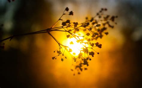 Bokeh Blur Sunset Sun Plant Nature Wallpapers Hd Desktop And