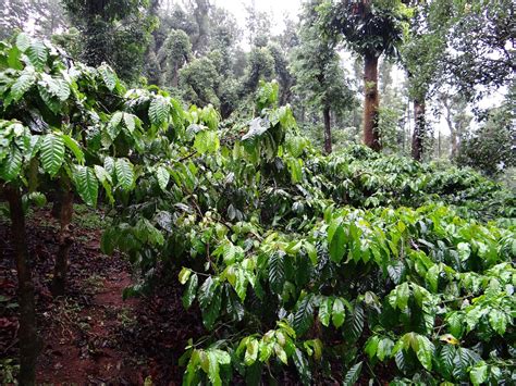 Shade Grown Coffee Certified Bird Friendly Coffee And Organic Coffee