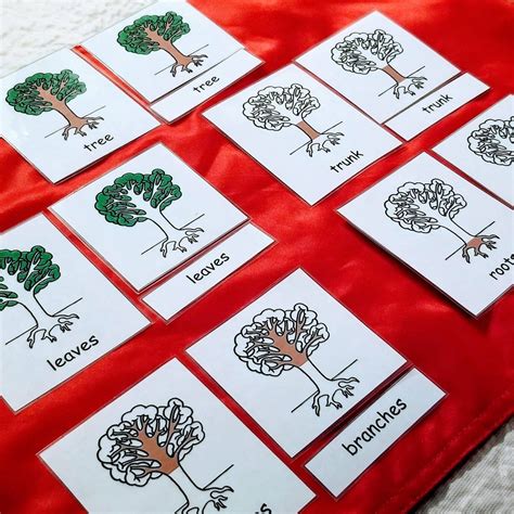 Montessori 3 Part Nomenclature Card Set Parts Of The Tree Etsy
