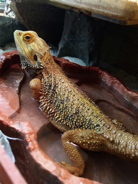 10 Fun Facts About Bearded Dragons | HealthyPets Blog