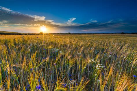 Beautiful Landscape Of Sunset Over Corn Field At Summer Beautiful