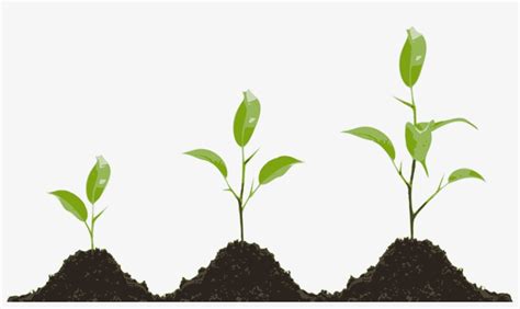 What are plant growth regulators. Plant Growth Regulators Market Growing - Communal News