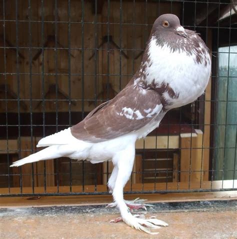 Fancy Pigeon ~ Everything You Need To Know With Photos Videos