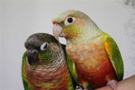 Welcome to our bird store! Hand Raised Green Cheek Conure for sale | Birdsville