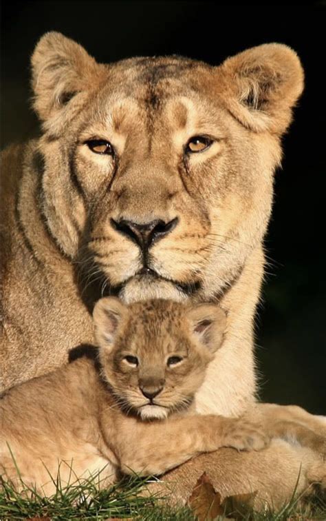 Animals Kingdom Large Cats Big Cats Cats And Kittens Lion Pictures