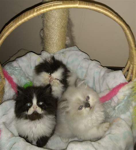 Munchkin Cats For Sale | Cecilia, KY #309970 | Petzlover