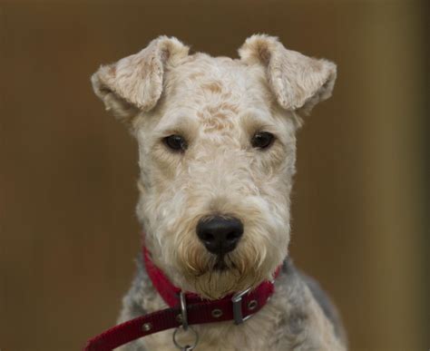 Begin training early and utilize frequent praise. Lakeland Terrier PROVEN STUD DOG Bolton Lancashire ...