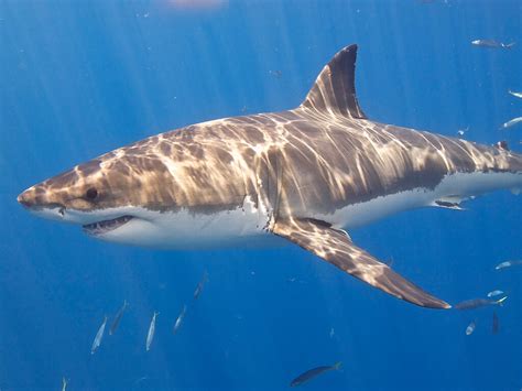 Great White Shark Facts Ecology And Behavior Scoopify
