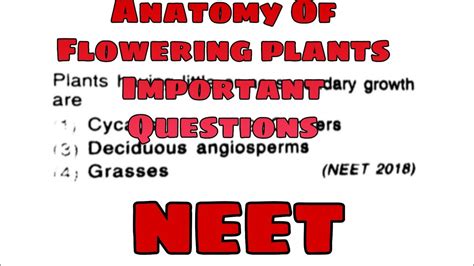 Anatomy Of Flowering Plants Quick Revision Questions Class 11