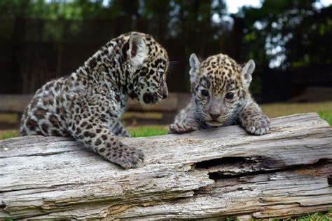 We did not find results for: Reino Animal ve nacer dos cachorras de Jaguar | Almomento ...