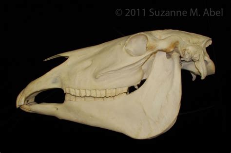 Lateral View Horse Skull Boneid
