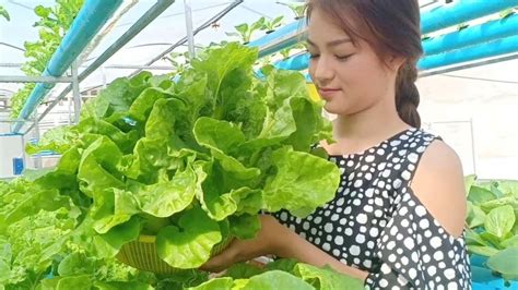 Cooking fish meatballs with Taiwan bok choy, by Beautiful ...