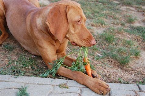 Carrots are one of the most popular root vegetables eaten around the world. What Vegetables Can Dogs Eat? (With images) | Can dogs eat ...