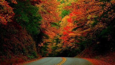 Autumn Forest Road Autumn Forests Nature Roads Hd Wallpaper Pxfuel