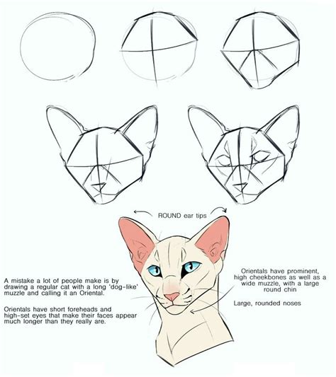 Pin By Valeri On Рисование Скетчи туториалы Cat Face Drawing Cat