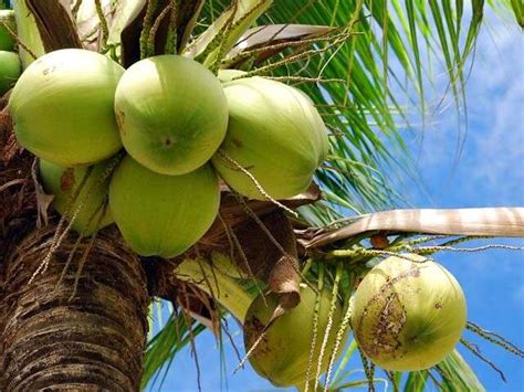 Ghanaians Urged To Venture Into Coconut Production The Ghana Report
