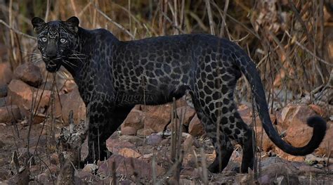 Do Black Panther Have Spots Viral Photo From Maharashtras Tadoba